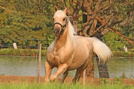 Blessed Fighting - Vendida